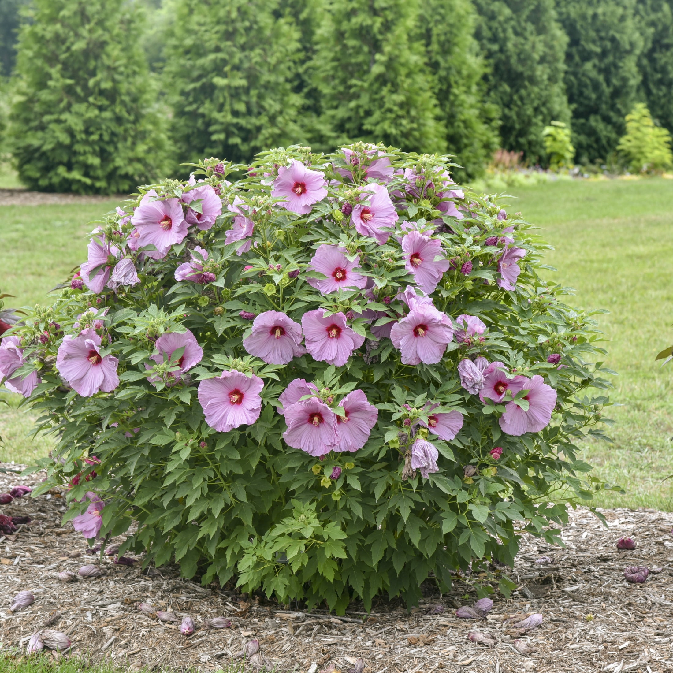 Proven Winners 18" Purple Summerific 'Lilac Crush' Rose Mallow Live Plant in 8.88" Pot