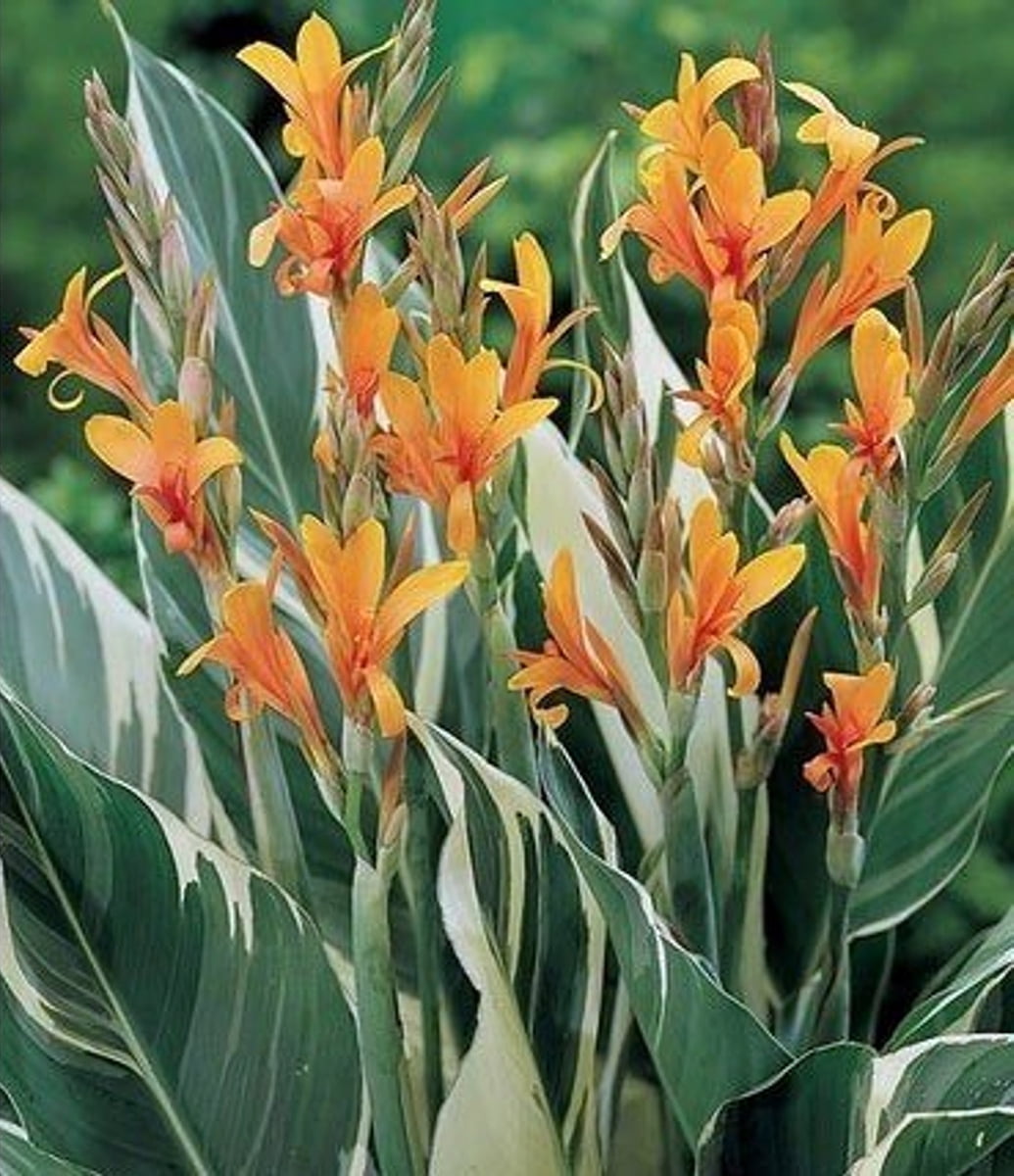 Stuttgart Canna Rhizome 2/3 eyes Bold Striped Foliage/Orange Blooms