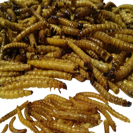 Aquatic Foods Freeze Dried GIANT Mealworms, Ideal for Large Fish, Turtles, Pond Fish, Birds, Hamsters & Reptiles -