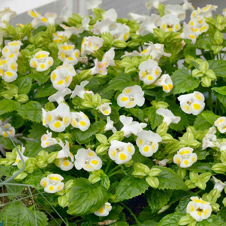 Torenia Fournieri Kauai Lemon Drop Yellow Flowers - 100 Seeds