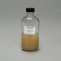 Starch Agar, 1%, Prepared Media Bottle, 125 Ml