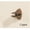 Copper, variant on Amore Designs GCEBK30CP Beak Copper Shelf Bracket