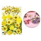thumbnail image 4 of Surtido de flores secas prensadas a granel, artesanías, bricolaje, resina epoxi, joyería, decoración Amarillo, 4 of 9