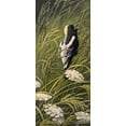 thumbnail image 2 of Goebel, Wilhelm 16x32 White Modern Wood Framed Museum Art Print Titled - Summer Song - Bobolink, 2 of 4