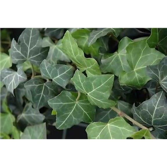 Classy Groundcovers, Baltic Ivy (50 Bare Root plants)