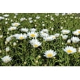 thumbnail image 2 of 1 Gallon (3.8L) Sun Mix 6 Pack, 2 of 4