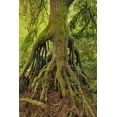 thumbnail image 2 of Terrill, Steve 23x32 White Modern Wood Framed Museum Art Print Titled - OR, Tryon Creek Cedar growing from nursery stump, 2 of 4