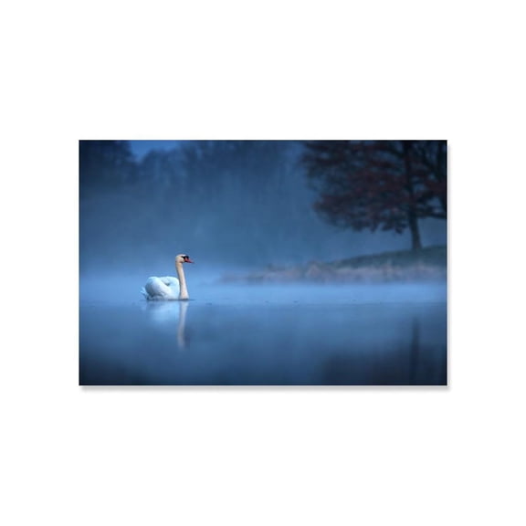 Gliding White Swan In Mist Poster -Image by Shutterstock