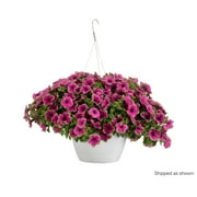 10 in. Supertunia Picasso in Purple Mono Hanging Basket (Petunia) Live Plant, Purple Flowers