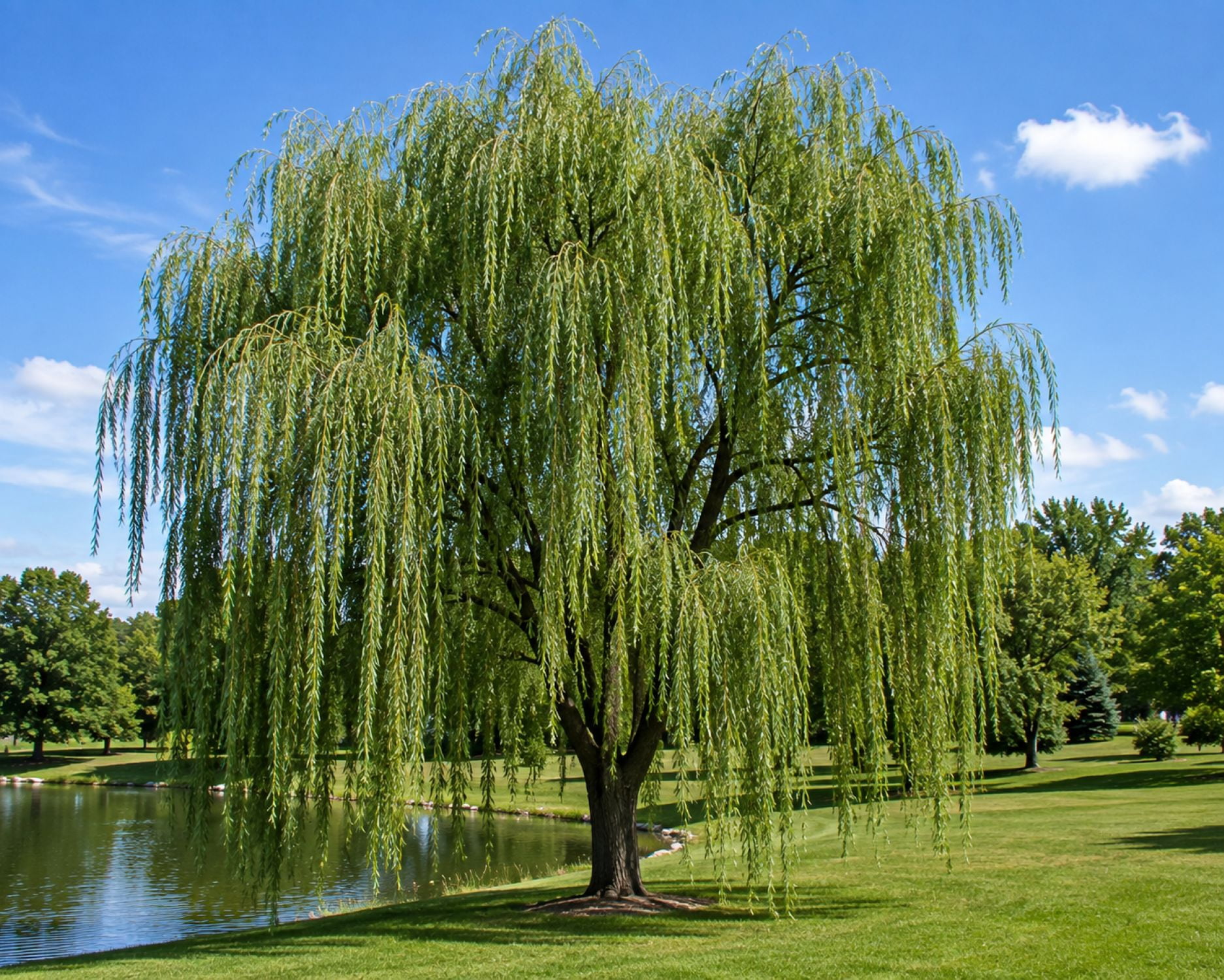 Expert Gardener 3.25 Gallon Weeping Willow Live Tree