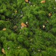 thumbnail image 2 of lionlar Box Vegetation Ground Grass Rock Static Scenery Miniature 500ml Plant Cover Green, 2 of 7