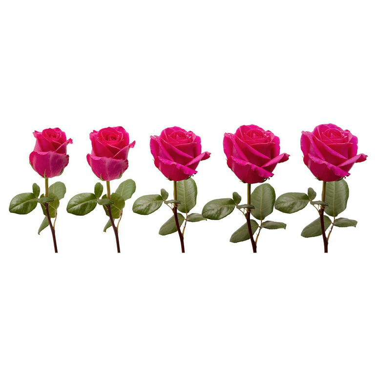 Gotcha Rose Variety - Hot Pink Roses near me - EbloomsDirect – Eblooms Farm  Direct Inc.