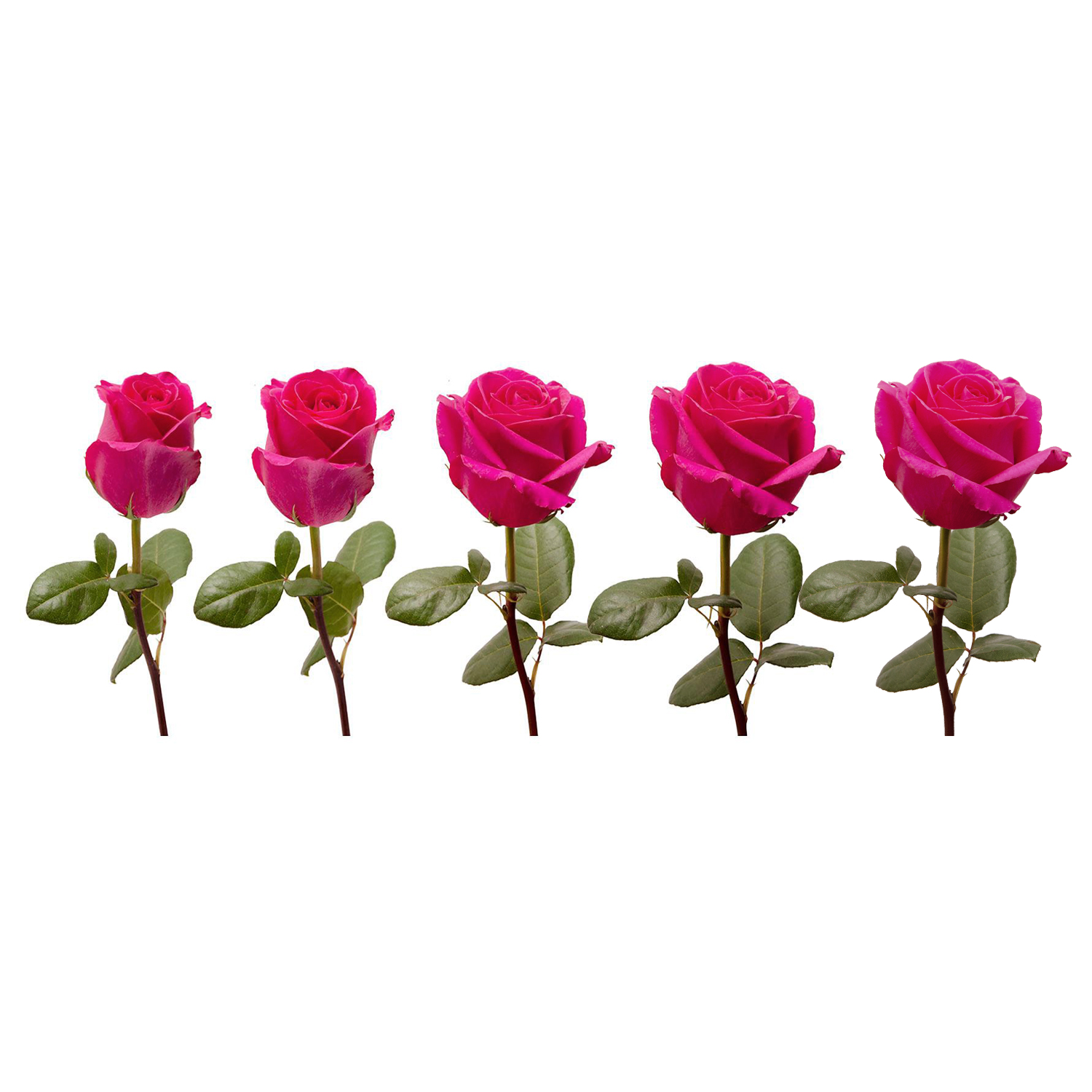 Hot Pink Roses - Farm Direct Fresh Cut Flowers - 50 Stems - Roses -by Bloomingmore - image 5 of 7