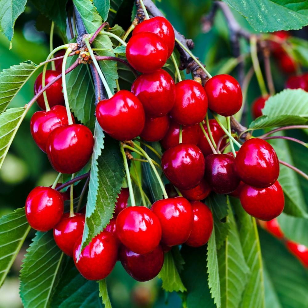 Expert Gardener 2-3 ft tall Sweet Heart Fruiting Cherry Live Tree in 5-Gallon Grower Pot