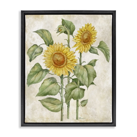Stupell Industries Cottage Floral Journal Vintage Sunflower Black Floating Frame Canvas Art, 17 x 21, by Paul Brent