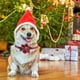 thumbnail image 5 of Collar de perro navideño, para cachorros, perros, gatos, mascotas, 5 of 5