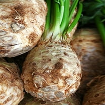 TomorrowSeeds - Giant Prague Celeriac Seeds - 1500 Count - For 2026 Planting Apium Graveolens Knob