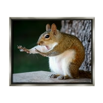 Stupell Industries Funny Shocked Pose Squirrel Animals & Insects Photography Gray Floater Framed Canvas Art Print Wall Art, 31 x 25