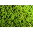thumbnail image 4 of ⭐ Premium Preserved Reindeer Moss for Potted Plants, Terrariums, Fairy Gardens, Arts and Crafts or Floral Decor Design in BASIL GREEN (5 Quart Bag), 4 of 4