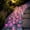 Hot Pink-B/B, variant on Glow In The Dark Sea Shells Starfish Luminous Figurines Fish Tank Garden Vase Filler Pink