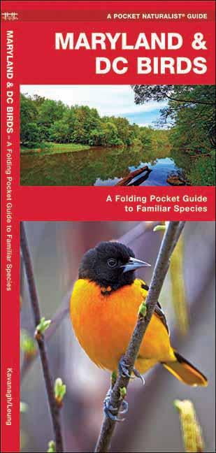 manyland guide manyland guide