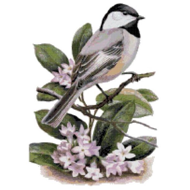 Massachusetts State Bird and Flower Black-capped Chickadee ...