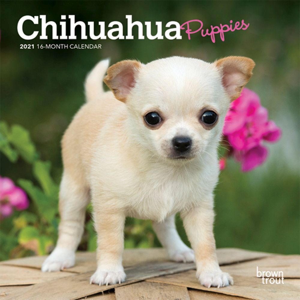 Chihuahua Puppies Mini Wall Calendar Walmart Com
