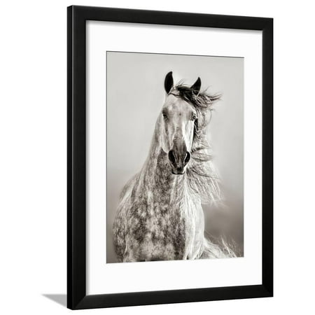 Caballo de Andaluz Horse Portrait Animal Black and White Photography Framed Print Wall Art By Lisa