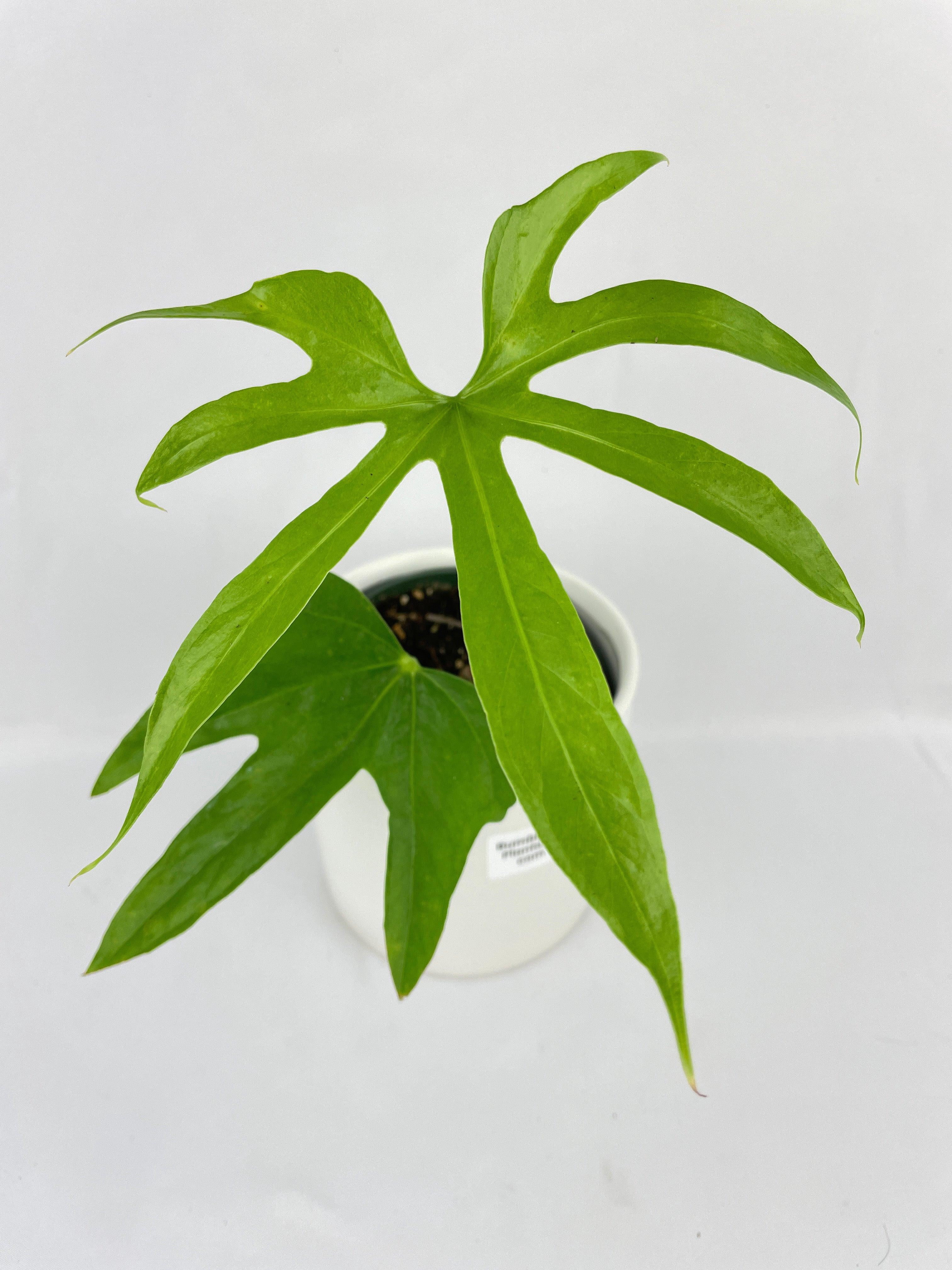 Bumble Plants Anthurium Pedatoradiatum - Full Live Colorful Houseplant in Nursery Pot, Easy Care, Indoor Plant for Beginners