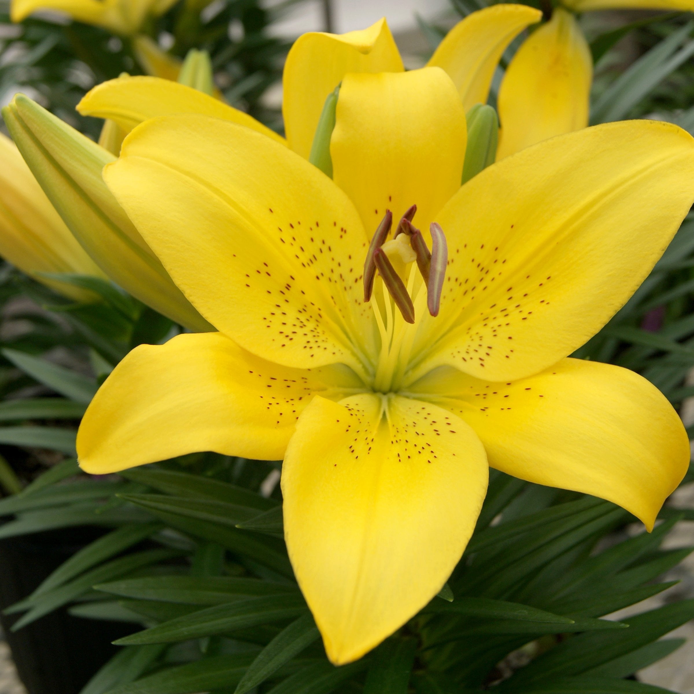 National Plant Network Lily LA Mixed Bulbs (10-Pack)