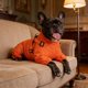 thumbnail image 4 of Gabardina de invierno para mascotas. Poliéster, cortavientos, cálida, diseño de cuatro patas, elegante y cómoda para todas las razas de perros y gatos. Para clima frío al aire libre, 4 of 4