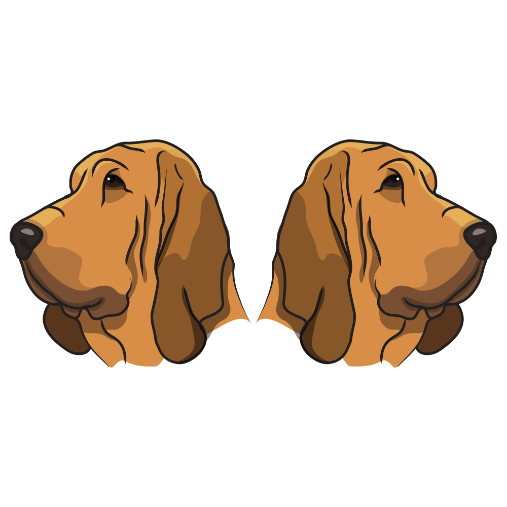 funny bloodhound