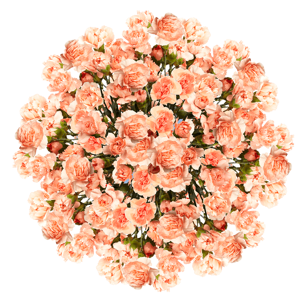 100 Stems Of Orange Spray Carnations Fresh Flower Delivery Walmart Com Walmart Com