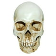 thumbnail image 3 of AMLESO Real Ratio 1:1 Scale Human Skull Model Head Skeleton f/ Education Teaching Tool White 1, 3 of 3