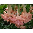 thumbnail image 3 of 10 Evelyn Rose Angel Trumpet Seeds, 3 of 18