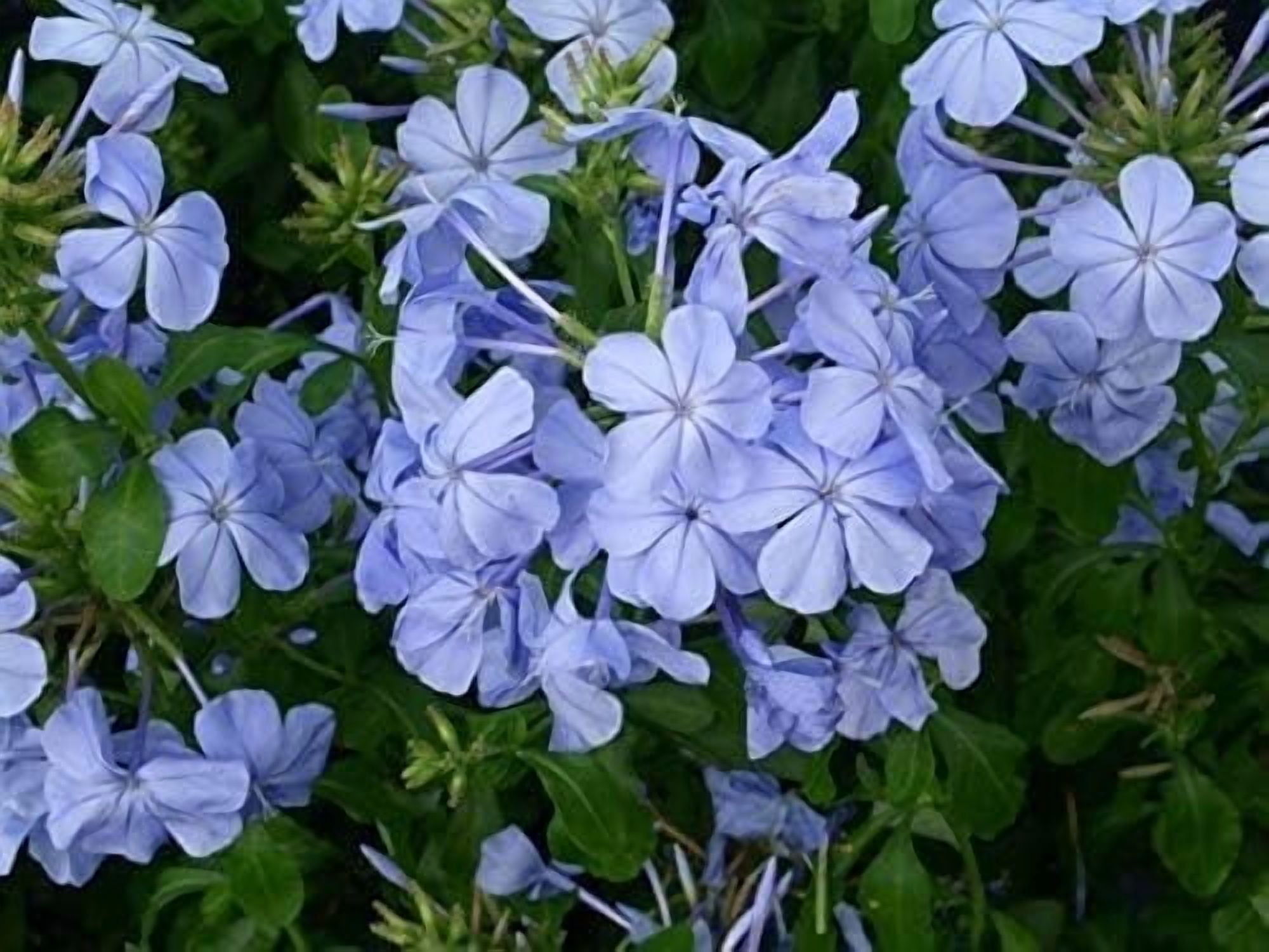 Plumbago Imperial Blue Plants  3 Live Seedlings  Plumbago Auriculata  Perfect for Bright Garden Displays  Hardy & Low Maintenance