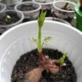 thumbnail image 5 of Dahlia, Low Maintenance - Easy Grow - Ideal for Beds Borders, Plant Pots & Planters, 5 of 5