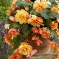 thumbnail image 1 of TASC Flower Bulbs Begonia Cascade Sunray (3 Bulbs), 1 of 1