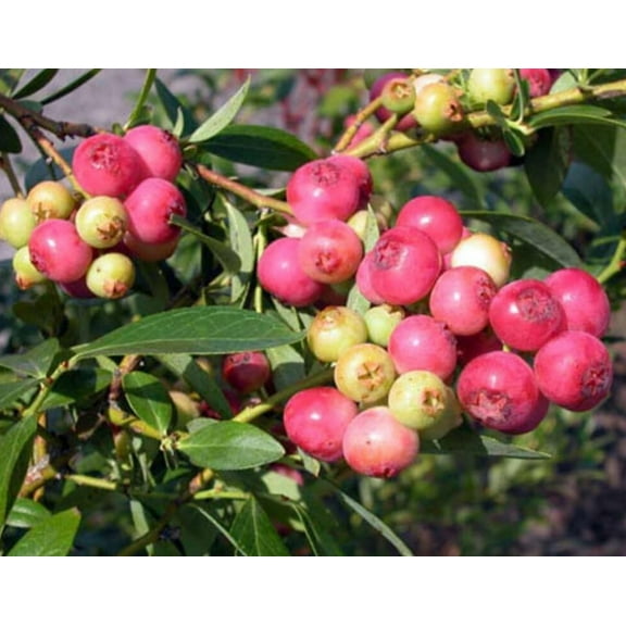Pink Lemonade Blueberry Bush Seedling for Growing 1 Year Well Rooted Seedling Ready to Plant 1 Seedling