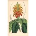 thumbnail image 2 of Orange Aphelandra, Aphelandra Aurantiaca Poster Print By ® Florilegius Mary Evans (24 X 36), 2 of 4