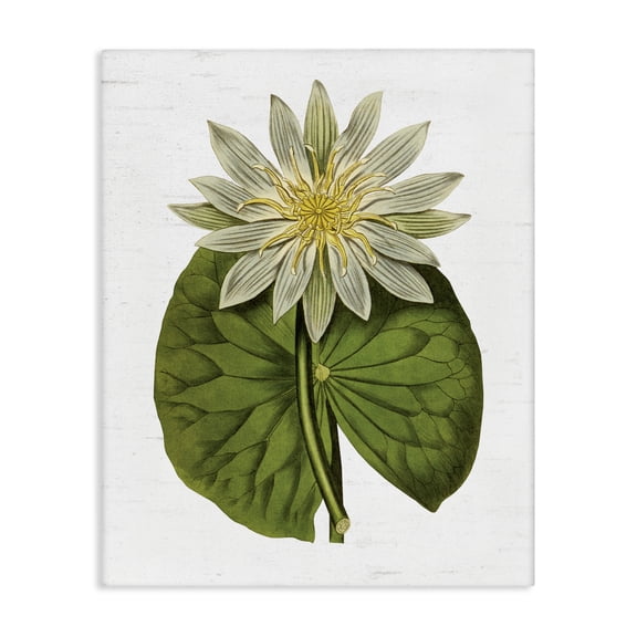 Stupell Industries French Country Vintage Water Lily Floral and Pond Plant Pad Canvas Art, 16 x 20, by Lettered and Lined