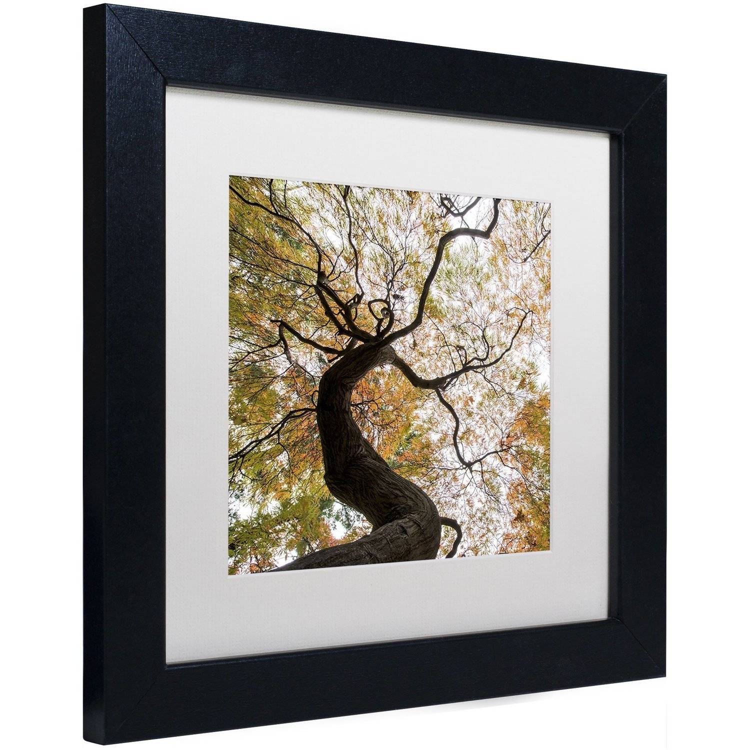 Trademark Fine Art "Under a Japanese Maple 2" Canvas Art by Kurt Shaffer, White Matte, Black Frame