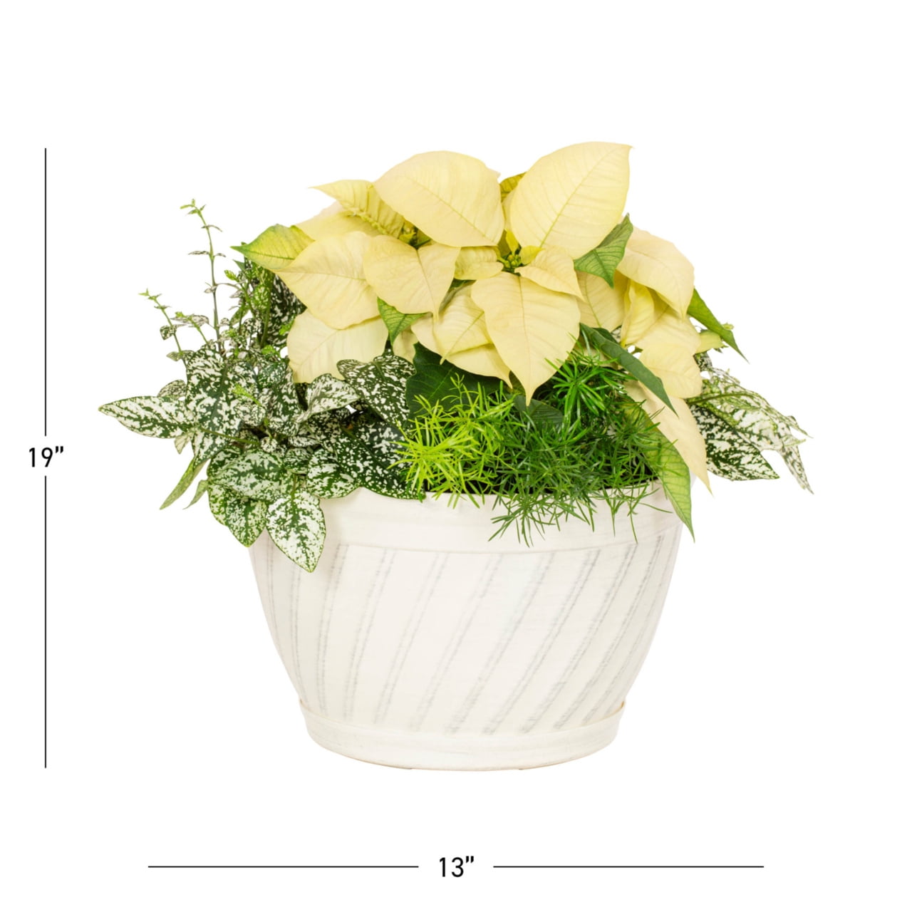 Better Homes & Gardens 1.5Gal White Poinsettia Fern Houseplant Foliage Decorative Bowl Indirect Sunlight