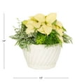 thumbnail image 3 of Better Homes & Gardens 1.5Gal White Poinsettia Fern Houseplant Foliage Decorative Bowl Indirect Sunlight, 3 of 7