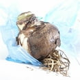 thumbnail image 2 of Van Zyverden Amaryllis Kit Minerva with Fluted Iron Faux Brass Finish Planter and 1 Bulb Pink Partial Sun Perennial Easy to Grow 3 lbs, 2 of 5