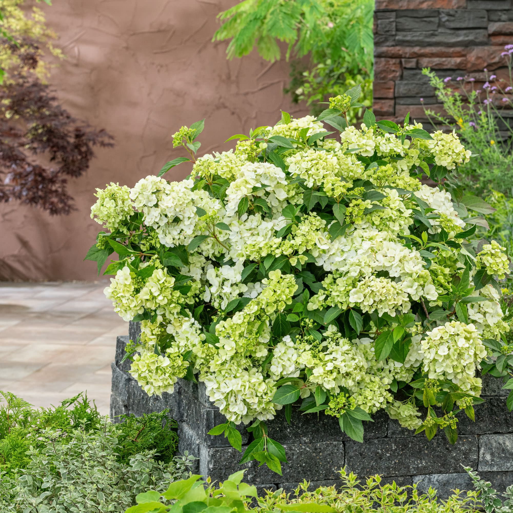 Proven Winners ColorChoice 5" Fairytrail Green Cascade Hydrangea Live Plant in 4.5" Pot (4 Count)