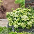 thumbnail image 7 of Proven Winners ColorChoice 6" Fairytrail Green Cascade Hydrangea Live Plant in 7.5" Pot, 7 of 7