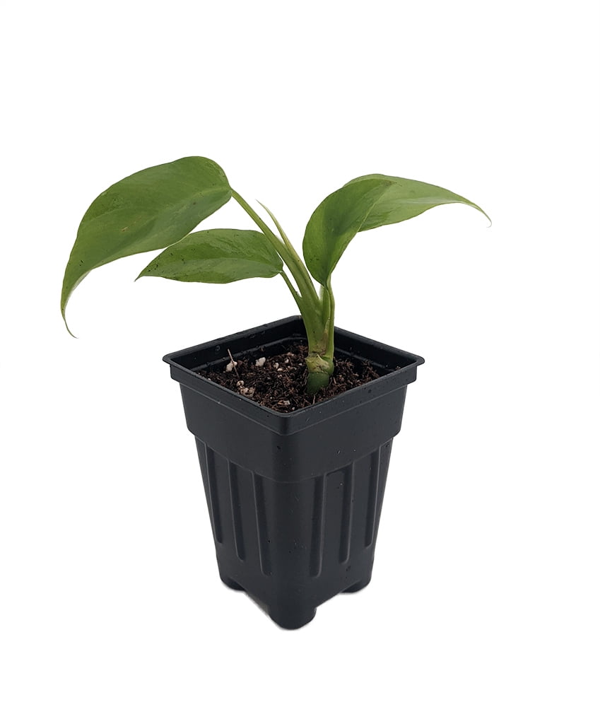 Ultra Rare Ginny Philodendron - Rhaphidophora tetrasperma -6 Ultra Rare Ginny Philodendron - Rhaphidophora tetrasperma -6