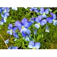 thumbnail image 2 of 25 CORSICAN VIOLET Viola Corsica Blue Purple with Yellow Eye Shade or Sun Flower Seeds, 2 of 2