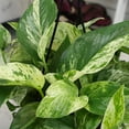 thumbnail image 2 of Expert Gardener by Altman Plants Marble Queen Pothos Houseplant, 6in. Hanging Pot; Filtered Light, 2 of 10